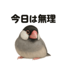 ぐでぐで文鳥の日常スタンプ【リアル系】（個別スタンプ：15）