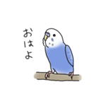 セキセイインコの可愛い1日（ブルー）（個別スタンプ：1）