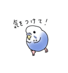 セキセイインコの可愛い1日（ブルー）（個別スタンプ：4）