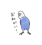 セキセイインコの可愛い1日（ブルー）（個別スタンプ：15）