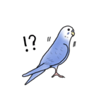 セキセイインコの可愛い1日（ブルー）（個別スタンプ：20）