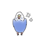 セキセイインコの可愛い1日（ブルー）（個別スタンプ：21）