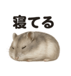 引きこもりハムスターの日常生活LINE（個別スタンプ：1）