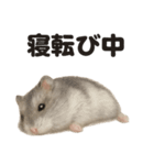 引きこもりハムスターの日常生活LINE（個別スタンプ：7）