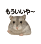 引きこもりハムスターの日常生活LINE（個別スタンプ：11）