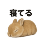 引きこもりうさぎの日常生活LINEスタンプ（個別スタンプ：1）