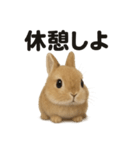 引きこもりうさぎの日常生活LINEスタンプ（個別スタンプ：4）
