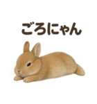 引きこもりうさぎの日常生活LINEスタンプ（個別スタンプ：5）
