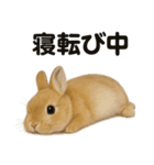引きこもりうさぎの日常生活LINEスタンプ（個別スタンプ：7）