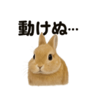 引きこもりうさぎの日常生活LINEスタンプ（個別スタンプ：9）