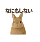 引きこもりうさぎの日常生活LINEスタンプ（個別スタンプ：10）