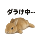 引きこもりうさぎの日常生活LINEスタンプ（個別スタンプ：11）