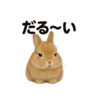 引きこもりうさぎの日常生活LINEスタンプ（個別スタンプ：12）