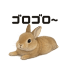 引きこもりうさぎの日常生活LINEスタンプ（個別スタンプ：13）