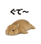 引きこもりうさぎの日常生活LINEスタンプ（個別スタンプ：15）