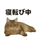引きこもりノルウェージャンフォレスト猫（個別スタンプ：5）
