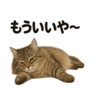 引きこもりノルウェージャンフォレスト猫（個別スタンプ：10）