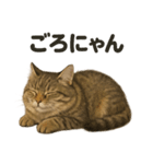 引きこもりノルウェージャンフォレスト猫（個別スタンプ：11）