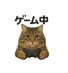 引きこもりノルウェージャンフォレスト猫（個別スタンプ：13）