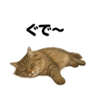 引きこもりノルウェージャンフォレスト猫（個別スタンプ：14）