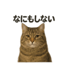 引きこもりノルウェージャンフォレスト猫（個別スタンプ：15）