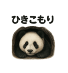 引きこもりパンダの日常生活LINEスタンプ（個別スタンプ：3）