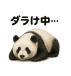 引きこもりパンダの日常生活LINEスタンプ（個別スタンプ：13）