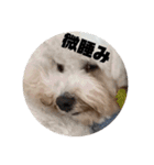 はにまろすたんぷ！4（個別スタンプ：2）