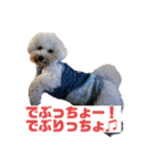 はにまろすたんぷ！4（個別スタンプ：10）