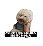 はにまろすたんぷ！4（個別スタンプ：11）