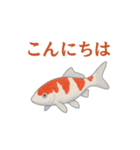 日本の国魚の錦鯉シリーズ2025（個別スタンプ：1）