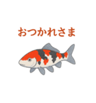 日本の国魚の錦鯉シリーズ2025（個別スタンプ：3）