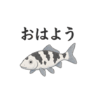 日本の国魚の錦鯉シリーズ2025（個別スタンプ：4）
