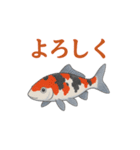 日本の国魚の錦鯉シリーズ2025（個別スタンプ：5）