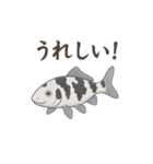 日本の国魚の錦鯉シリーズ2025（個別スタンプ：6）