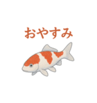 日本の国魚の錦鯉シリーズ2025（個別スタンプ：8）