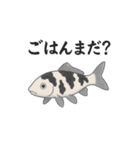 日本の国魚の錦鯉シリーズ2025（個別スタンプ：9）