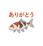 日本の国魚の錦鯉シリーズ2025（個別スタンプ：12）