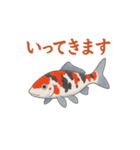 日本の国魚の錦鯉シリーズ2025（個別スタンプ：13）