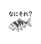 日本の国魚の錦鯉シリーズ2025（個別スタンプ：14）
