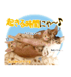 個性豊かな8猫家族 vol.3（個別スタンプ：1）