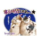 個性豊かな8猫家族 vol.3（個別スタンプ：2）