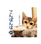 個性豊かな8猫家族 vol.3（個別スタンプ：4）