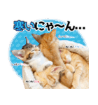個性豊かな8猫家族 vol.3（個別スタンプ：6）