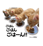 個性豊かな8猫家族 vol.3（個別スタンプ：7）