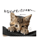 個性豊かな8猫家族 vol.3（個別スタンプ：8）