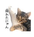 個性豊かな8猫家族 vol.3（個別スタンプ：9）