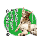 個性豊かな8猫家族 vol.3（個別スタンプ：11）