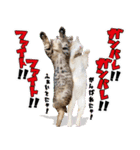 個性豊かな8猫家族 vol.3（個別スタンプ：12）