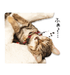 個性豊かな8猫家族 vol.3（個別スタンプ：13）